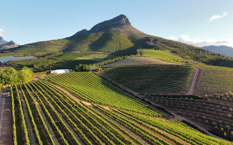 Vineyards below a mountain in the Stellenbosch winelands